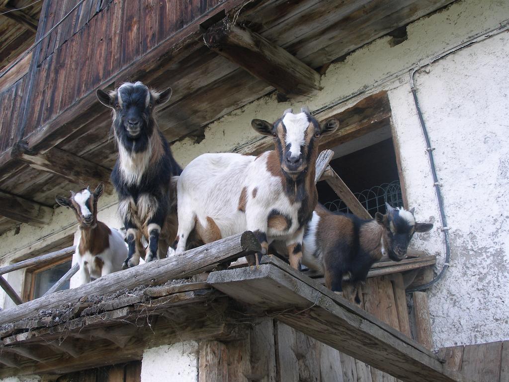 Oberschoellberghof Lutago Exteriér fotografie